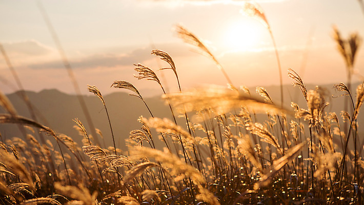 포토 JPG 주간 구름 백그라운드 자연 산 풍경 사람없음 야외 노을 가을풍경 가을 억새 정선 민둥산 국내포토 자연요소 식물 계절 생태계 강원도 파일형식 가을_계절