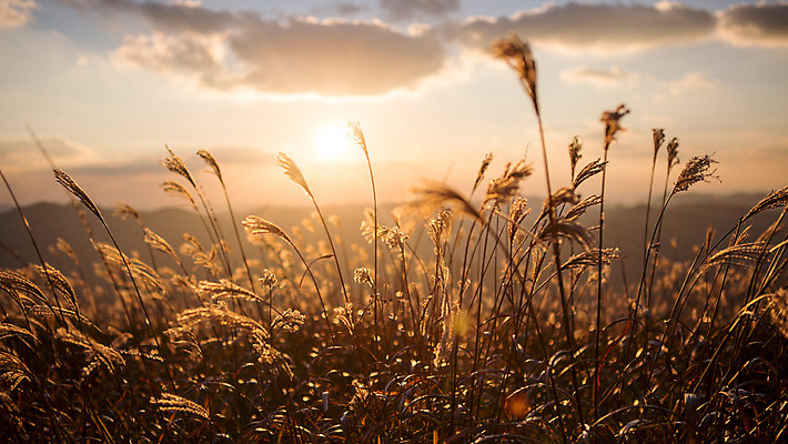 포토 JPG 주간 구름 백그라운드 자연 하늘 산 풍경 사람없음 야외 노을 가을풍경 가을 억새 정선 민둥산 국내포토 자연요소 식물 계절 생태계 강원도 파일형식 가을_계절