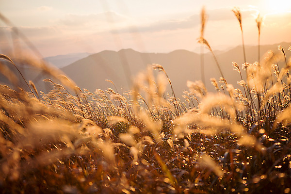 포토 JPG 주간 백그라운드 자연 산 풍경 사람없음 야외 노을 가을풍경 가을 억새 정선 민둥산 국내포토 자연요소 식물 계절 생태계 강원도 파일형식 가을_계절