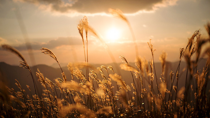 포토 JPG 주간 구름 백그라운드 자연 하늘 산 풍경 사람없음 야외 노을 가을풍경 가을 억새 정선 민둥산 국내포토 자연요소 식물 계절 생태계 강원도 파일형식 가을_계절