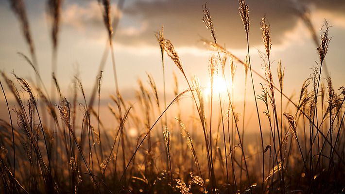 포토 JPG 주간 구름 백그라운드 자연 하늘 산 풍경 사람없음 야외 노을 가을풍경 가을 억새 정선 민둥산 국내포토 자연요소 식물 계절 생태계 강원도 파일형식 가을_계절