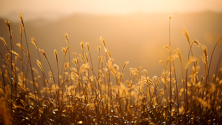 포토 JPG 주간 백그라운드 자연 산 풍경 사람없음 야외 노을 가을풍경 가을 억새 정선 민둥산 국내포토 자연요소 식물 계절 생태계 강원도 파일형식 가을_계절