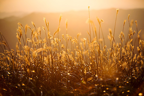 포토 JPG 주간 백그라운드 자연 산 풍경 사람없음 야외 노을 가을풍경 가을 억새 정선 민둥산 국내포토 자연요소 식물 계절 생태계 강원도 파일형식 가을_계절