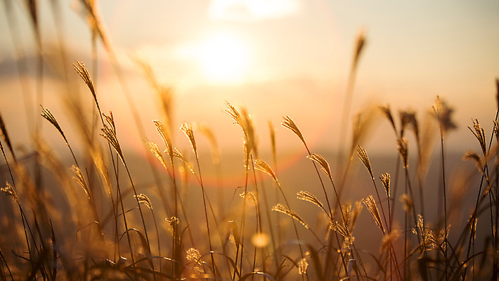 포토 JPG 주간 백그라운드 자연 산 풍경 사람없음 야외 노을 가을풍경 가을 억새 정선 민둥산 국내포토 자연요소 식물 계절 생태계 강원도 파일형식 가을_계절