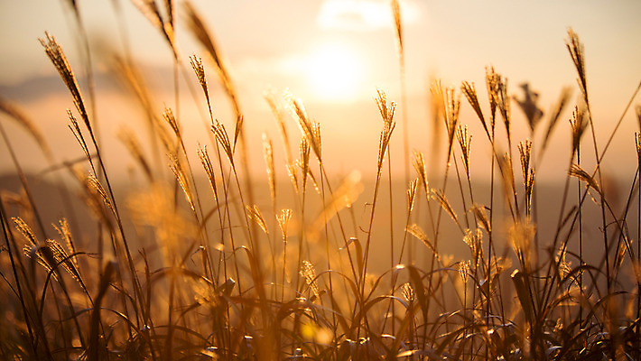 포토 JPG 주간 백그라운드 자연 산 풍경 사람없음 야외 노을 가을풍경 가을 억새 정선 민둥산 국내포토 자연요소 식물 계절 생태계 강원도 파일형식 가을_계절