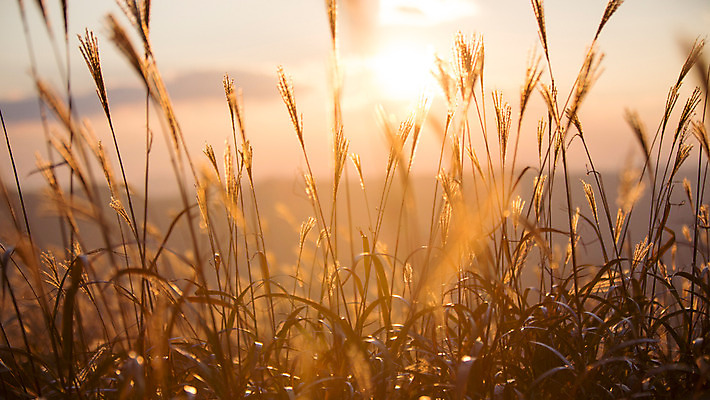 포토 JPG 주간 백그라운드 자연 산 풍경 사람없음 야외 노을 가을풍경 가을 억새 정선 민둥산 국내포토 자연요소 식물 계절 생태계 강원도 파일형식 가을_계절