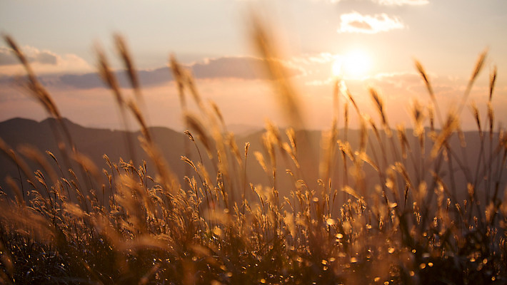 포토 JPG 주간 구름 백그라운드 자연 산 풍경 사람없음 야외 노을 가을풍경 가을 억새 정선 민둥산 국내포토 자연요소 식물 계절 생태계 강원도 파일형식 가을_계절