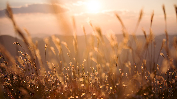 포토 JPG 주간 백그라운드 자연 산 풍경 사람없음 야외 노을 가을풍경 가을 억새 정선 민둥산 국내포토 자연요소 식물 계절 생태계 강원도 파일형식 가을_계절