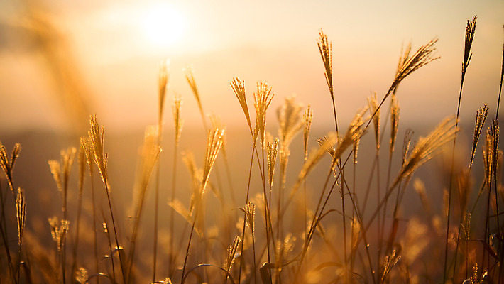 포토 JPG 주간 백그라운드 자연 산 풍경 사람없음 야외 노을 가을풍경 가을 억새 정선 민둥산 국내포토 자연요소 식물 계절 생태계 강원도 파일형식 가을_계절