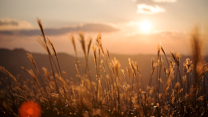 포토 JPG 주간 구름 백그라운드 자연 산 풍경 사람없음 야외 노을 가을풍경 가을 억새 정선 민둥산 국내포토 자연요소 식물 계절 생태계 강원도 파일형식 가을_계절