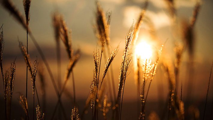 포토 JPG 주간 구름 백그라운드 자연 산 풍경 사람없음 야외 노을 가을풍경 가을 억새 정선 민둥산 국내포토 자연요소 식물 계절 생태계 강원도 파일형식 가을_계절
