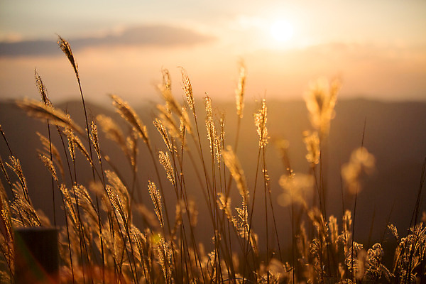 포토 JPG 주간 백그라운드 자연 산 풍경 사람없음 야외 노을 가을풍경 가을 억새 정선 민둥산 국내포토 자연요소 식물 계절 생태계 강원도 파일형식 가을_계절