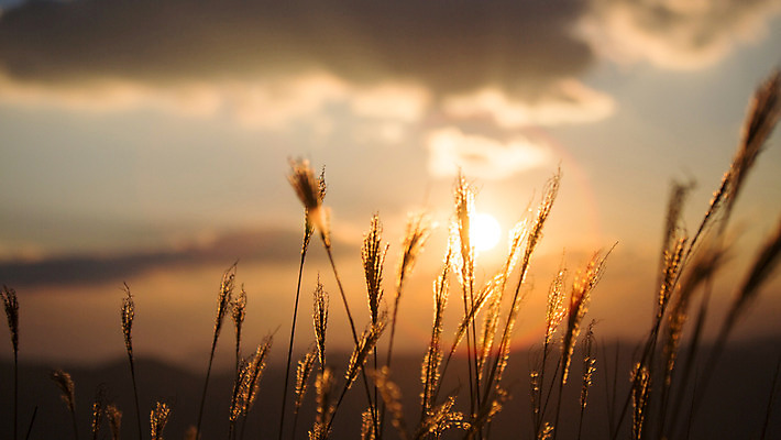 포토 JPG 주간 구름 백그라운드 자연 하늘 산 풍경 사람없음 야외 노을 가을풍경 가을 억새 정선 민둥산 국내포토 자연요소 식물 계절 생태계 강원도 파일형식 가을_계절