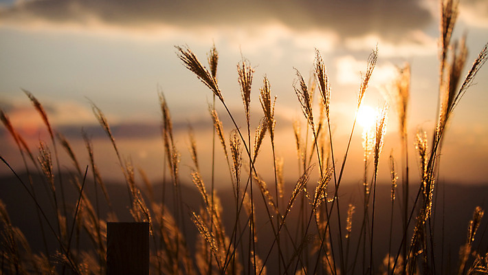 포토 JPG 주간 구름 백그라운드 자연 산 풍경 사람없음 야외 노을 가을풍경 가을 억새 정선 민둥산 국내포토 자연요소 식물 계절 생태계 강원도 파일형식 가을_계절
