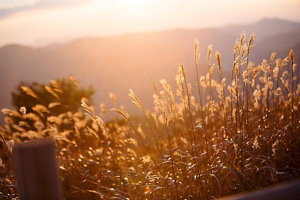 포토 JPG 주간 백그라운드 자연 산 풍경 사람없음 야외 노을 가을풍경 가을 억새 정선 민둥산 국내포토 자연요소 식물 계절 생태계 강원도 파일형식 가을_계절