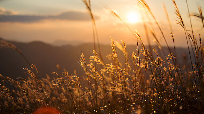 포토 JPG 주간 구름 백그라운드 자연 산 풍경 사람없음 야외 노을 가을풍경 가을 억새 정선 민둥산 국내포토 자연요소 식물 계절 생태계 강원도 파일형식 가을_계절