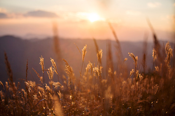 포토 JPG 주간 백그라운드 자연 산 풍경 사람없음 야외 노을 가을풍경 가을 억새 정선 민둥산 국내포토 자연요소 식물 계절 생태계 강원도 파일형식 가을_계절