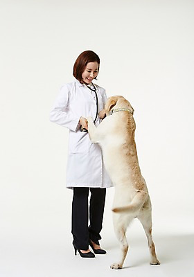 포토 JPG 스튜디오촬영 전신 한마리 우먼라이프 여자 실내 사랑 한명 서기 미소 성인 앞모습 30대 한국인 의사가운 도움 골든리트리버 강아지 보호 동물보호 수의사 반려 여자만 성인여자한명만 펫팸족 국내포토 1 라이프스타일 감정 뷰포인트 컨셉 모션 표정 사람 동양인 내부 장년 반려동물 의사 가운 개 리트리버 사회이슈 신조어 여자한명만 성인여자만 파일형식