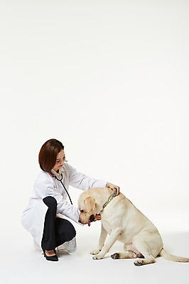 포토 JPG 스튜디오촬영 전신 한마리 우먼라이프 여자 청진기 실내 사랑 한명 앉기 성인 옆모습 30대 진료 한국인 의사가운 도움 골든리트리버 강아지 보호 동물보호 수의사 반려 여자만 성인여자한명만 펫팸족 국내포토 1 라이프스타일 감정 뷰포인트 컨셉 의학 의료기기 모션 사람 동양인 내부 장년 반려동물 의사 가운 개 리트리버 사회이슈 신조어 여자한명만 성인여자만 파일형식