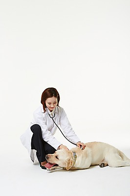 포토 JPG 스튜디오촬영 전신 한마리 우먼라이프 여자 청진기 실내 사랑 한명 앉기 성인 앞모습 30대 진료 한국인 의사가운 도움 골든리트리버 강아지 보호 동물보호 수의사 반려 여자만 성인여자한명만 펫팸족 국내포토 1 라이프스타일 감정 뷰포인트 컨셉 의학 의료기기 모션 사람 동양인 내부 장년 반려동물 의사 가운 개 리트리버 사회이슈 신조어 여자한명만 성인여자만 파일형식