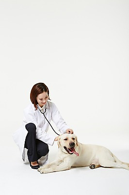 포토 JPG 스튜디오촬영 전신 한마리 우먼라이프 여자 청진기 실내 사랑 한명 앉기 성인 앞모습 30대 진료 한국인 의사가운 도움 골든리트리버 강아지 보호 동물보호 수의사 반려 여자만 성인여자한명만 펫팸족 국내포토 1 라이프스타일 감정 뷰포인트 컨셉 의학 의료기기 모션 사람 동양인 내부 장년 반려동물 의사 가운 개 리트리버 사회이슈 신조어 여자한명만 성인여자만 파일형식