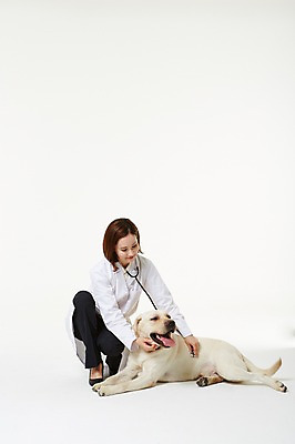 포토 JPG 스튜디오촬영 전신 한마리 우먼라이프 여자 청진기 실내 사랑 한명 앉기 성인 앞모습 30대 진료 한국인 의사가운 도움 골든리트리버 강아지 보호 동물보호 수의사 반려 여자만 성인여자한명만 펫팸족 국내포토 1 라이프스타일 감정 뷰포인트 컨셉 의학 의료기기 모션 사람 동양인 내부 장년 반려동물 의사 가운 개 리트리버 사회이슈 신조어 여자한명만 성인여자만 파일형식