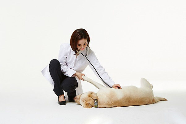 포토 JPG 스튜디오촬영 전신 한마리 우먼라이프 여자 청진기 실내 사랑 한명 앉기 성인 앞모습 30대 진료 한국인 의사가운 도움 골든리트리버 강아지 보호 동물보호 수의사 반려 여자만 성인여자한명만 펫팸족 국내포토 1 라이프스타일 감정 뷰포인트 컨셉 의학 의료기기 모션 사람 동양인 내부 장년 반려동물 의사 가운 개 리트리버 사회이슈 신조어 여자한명만 성인여자만 파일형식