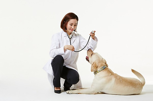 포토 JPG 스튜디오촬영 전신 한마리 우먼라이프 여자 청진기 실내 사랑 한명 앉기 성인 앞모습 30대 진료 한국인 의사가운 도움 골든리트리버 강아지 보호 동물보호 수의사 반려 여자만 성인여자한명만 펫팸족 국내포토 1 라이프스타일 감정 뷰포인트 컨셉 의학 의료기기 모션 사람 동양인 내부 장년 반려동물 의사 가운 개 리트리버 사회이슈 신조어 여자한명만 성인여자만 파일형식