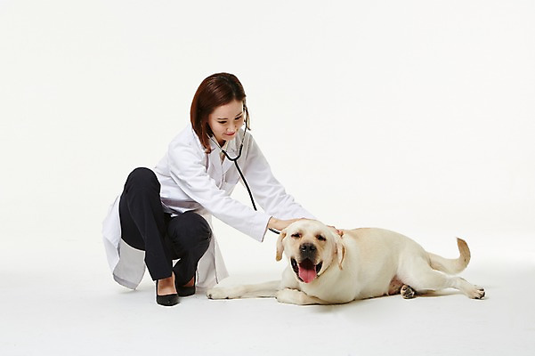 포토 JPG 스튜디오촬영 전신 한마리 우먼라이프 여자 청진기 실내 사랑 한명 앉기 성인 앞모습 30대 진료 한국인 의사가운 도움 골든리트리버 강아지 보호 동물보호 수의사 반려 여자만 성인여자한명만 펫팸족 국내포토 1 라이프스타일 감정 뷰포인트 컨셉 의학 의료기기 모션 사람 동양인 내부 장년 반려동물 의사 가운 개 리트리버 사회이슈 신조어 여자한명만 성인여자만 파일형식