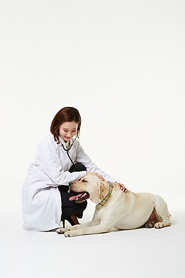 포토 JPG 스튜디오촬영 전신 한마리 우먼라이프 여자 청진기 실내 사랑 한명 앉기 성인 30대 진료 한국인 의사가운 도움 골든리트리버 강아지 보호 동물보호 수의사 반려 여자만 성인여자한명만 펫팸족 국내포토 1 라이프스타일 감정 컨셉 의학 의료기기 모션 사람 동양인 내부 장년 반려동물 의사 가운 개 리트리버 사회이슈 신조어 여자한명만 성인여자만 파일형식