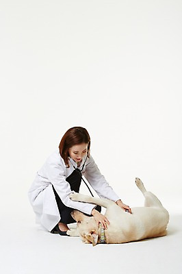 포토 JPG 스튜디오촬영 전신 한마리 우먼라이프 여자 청진기 실내 사랑 한명 앉기 성인 앞모습 30대 진료 한국인 의사가운 도움 골든리트리버 강아지 보호 동물보호 수의사 반려 여자만 성인여자한명만 펫팸족 국내포토 1 라이프스타일 감정 뷰포인트 컨셉 의학 의료기기 모션 사람 동양인 내부 장년 반려동물 의사 가운 개 리트리버 사회이슈 신조어 여자한명만 성인여자만 파일형식