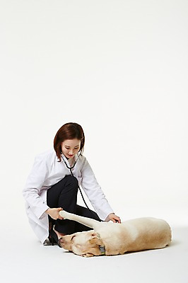 포토 JPG 스튜디오촬영 전신 한마리 우먼라이프 여자 청진기 실내 사랑 한명 앉기 성인 앞모습 30대 진료 한국인 의사가운 도움 골든리트리버 강아지 보호 동물보호 수의사 반려 여자만 성인여자한명만 펫팸족 국내포토 1 라이프스타일 감정 뷰포인트 컨셉 의학 의료기기 모션 사람 동양인 내부 장년 반려동물 의사 가운 개 리트리버 사회이슈 신조어 여자한명만 성인여자만 파일형식