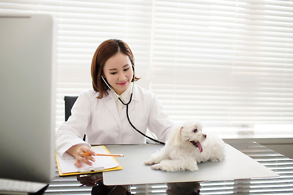 포토 JPG 스튜디오촬영 한마리 우먼라이프 여자 청진기 실내 사랑 한명 앉기 상반신 성인 앞모습 30대 진료 한국인 의사가운 도움 말티즈 강아지 보호 동물보호 동물병원 수의사 반려 여자만 성인여자한명만 펫팸족 국내포토 1 라이프스타일 감정 뷰포인트 컨셉 의학 의료기기 모션 병원 사람 동양인 내부 장년 반려동물 의사 가운 개 사회이슈 신조어 여자한명만 성인여자만 파일형식