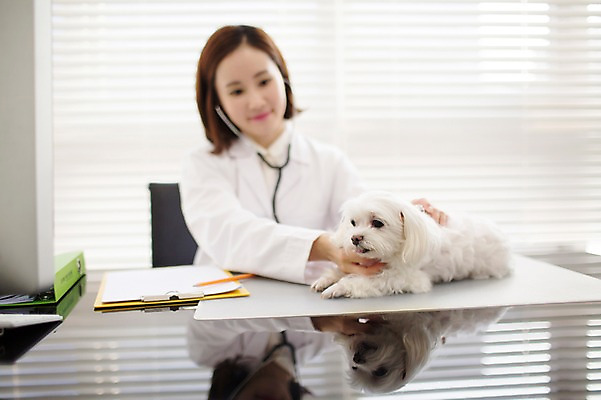 포토 JPG 스튜디오촬영 한마리 우먼라이프 여자 청진기 실내 사랑 한명 앉기 상반신 성인 앞모습 30대 진료 한국인 의사가운 도움 말티즈 강아지 보호 동물보호 동물병원 수의사 반려 여자만 성인여자한명만 펫팸족 국내포토 1 라이프스타일 감정 뷰포인트 컨셉 의학 의료기기 모션 병원 사람 동양인 내부 장년 반려동물 의사 가운 개 사회이슈 신조어 여자한명만 성인여자만 파일형식