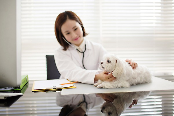 포토 JPG 스튜디오촬영 한마리 우먼라이프 여자 실내 사랑 한명 앉기 상반신 성인 앞모습 30대 진료 한국인 의사가운 도움 말티즈 강아지 보호 동물보호 동물병원 수의사 반려 여자만 성인여자한명만 펫팸족 국내포토 1 라이프스타일 감정 뷰포인트 컨셉 의학 모션 병원 사람 동양인 내부 장년 반려동물 의사 가운 개 사회이슈 신조어 여자한명만 성인여자만 파일형식