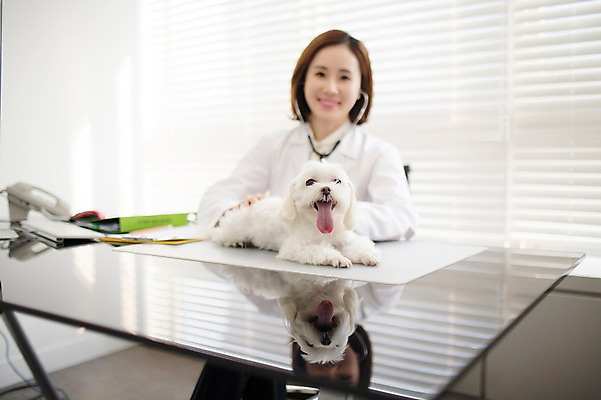 포토 JPG 스튜디오촬영 한마리 우먼라이프 여자 청진기 실내 사랑 한명 미소 앉기 상반신 성인 앞모습 아웃포커스 30대 진료 한국인 의사가운 도움 말티즈 강아지 보호 동물보호 동물병원 수의사 반려 여자만 성인여자한명만 펫팸족 국내포토 1 라이프스타일 감정 뷰포인트 컨셉 의학 의료기기 모션 촬영기법 표정 병원 사람 동양인 내부 장년 반려동물 의사 가운 개 사회이슈 신조어 여자한명만 성인여자만 파일형식