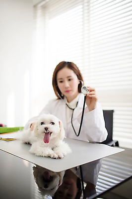 포토 JPG 스튜디오촬영 한마리 우먼라이프 여자 청진기 실내 사랑 한명 앉기 상반신 성인 앞모습 아웃포커스 30대 진료 한국인 의사가운 도움 말티즈 강아지 보호 동물보호 동물병원 수의사 반려 여자만 성인여자한명만 펫팸족 국내포토 1 라이프스타일 감정 뷰포인트 컨셉 의학 의료기기 모션 촬영기법 병원 사람 동양인 내부 장년 반려동물 의사 가운 개 사회이슈 신조어 여자한명만 성인여자만 파일형식
