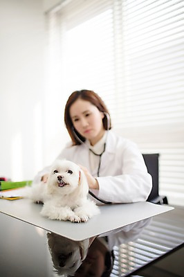 포토 JPG 스튜디오촬영 한마리 우먼라이프 여자 청진기 실내 사랑 한명 앉기 상반신 성인 앞모습 아웃포커스 30대 진료 한국인 의사가운 도움 말티즈 강아지 보호 동물보호 동물병원 수의사 반려 여자만 성인여자한명만 펫팸족 국내포토 1 라이프스타일 감정 뷰포인트 컨셉 의학 의료기기 모션 촬영기법 병원 사람 동양인 내부 장년 반려동물 의사 가운 개 사회이슈 신조어 여자한명만 성인여자만 파일형식
