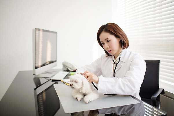 포토 JPG 스튜디오촬영 한마리 우먼라이프 여자 청진기 실내 사랑 한명 앉기 상반신 성인 옆모습 30대 진료 한국인 의사가운 도움 말티즈 강아지 보호 동물보호 동물병원 수의사 반려 여자만 성인여자한명만 펫팸족 국내포토 1 라이프스타일 감정 뷰포인트 컨셉 의학 의료기기 모션 병원 사람 동양인 내부 장년 반려동물 의사 가운 개 사회이슈 신조어 여자한명만 성인여자만 파일형식