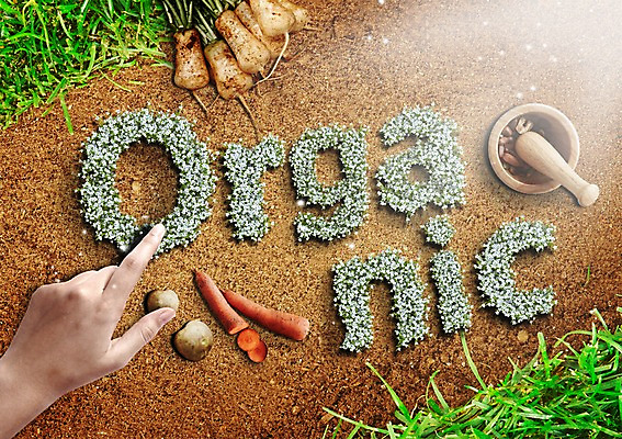 PSD 편집이미지 손 여자 채소 감자 한명 신체부위 당근 유기농 열무 이미지편집 1 웰빙 뿌리채소 사람 무 파일형식