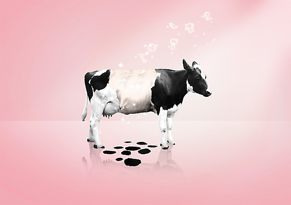 PSD 편집이미지 한마리 무늬 사람없음 얼룩소 이미지편집 1 파일형식