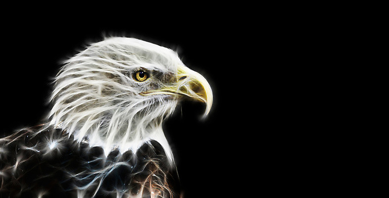 JPG 편집이미지 한마리 검은배경 사람없음 빛 디지털합성 네온 독수리 형광 디지털아트 네온아트 편집실사 1 백그라운드 조류 검은색 CG 파일형식