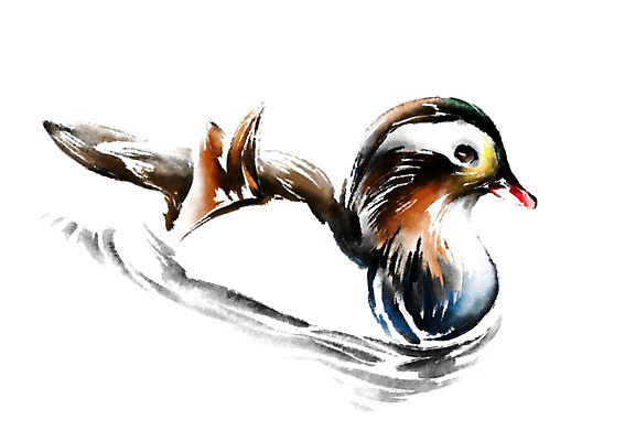 PSD 동물 한마리 일러스트 캘리그라피 오리 사람없음 청둥오리 국내일러스트 1 조류 파일형식