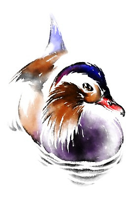 PSD 동물 한마리 일러스트 캘리그라피 오리 사람없음 청둥오리 국내일러스트 1 조류 파일형식