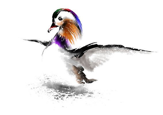 PSD 동물 한마리 일러스트 캘리그라피 오리 사람없음 날갯짓 청둥오리 국내일러스트 1 조류 파일형식