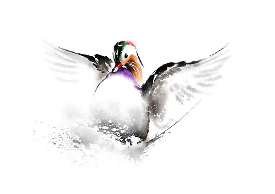 PSD 동물 한마리 일러스트 캘리그라피 오리 사람없음 날갯짓 청둥오리 국내일러스트 1 조류 파일형식