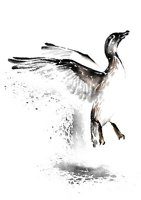 PSD 동물 한마리 일러스트 캘리그라피 오리 사람없음 비행 날갯짓 청둥오리 국내일러스트 1 조류 파일형식