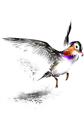 PSD 동물 한마리 일러스트 캘리그라피 오리 사람없음 비행 날갯짓 청둥오리 국내일러스트 1 조류 파일형식