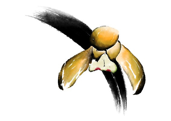 PSD 꽃 한송이 일러스트 캘리그라피 사람없음 노란색 난초 난초꽃 국내일러스트 식물 1 컬러 송이 파일형식