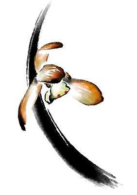 PSD 꽃 한송이 일러스트 캘리그라피 사람없음 노란색 난초 난초꽃 국내일러스트 식물 1 컬러 송이 파일형식